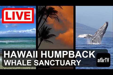 🌎 LIVE: Hawaii Humpback Whale Marine Sanctuary in Maui, Hawaii