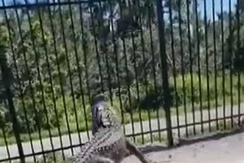 Watch terrifying moment enormous alligator BENDS brand new metal fence at golf club and climbs..