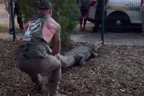 Moment hero MMA fighter leaps on snarling 10ft alligator as he helps wrestle beast in front of..