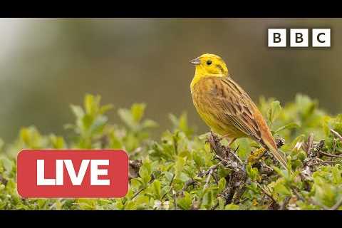 🔴 LIVE wildlife cameras 🌷 15 June 🌺 BBC Springwatch 2023