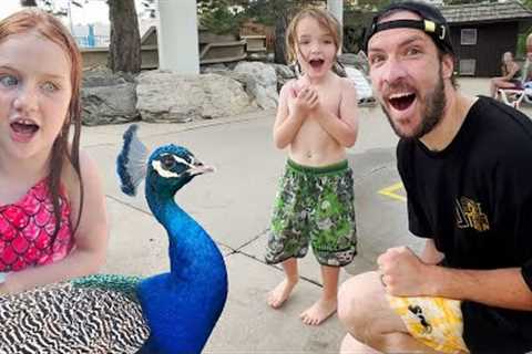 MY 36th BiRTHDAY!! Peacock Party 🦚 Adley and Niko plan a Surprise Morning! Swimming & Water..