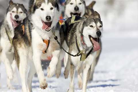 Skiing and Husky Sled Rides