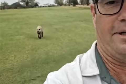 Terrifying moment golfer is stalked by hyena on course as horrific video shows animal sneaking up..