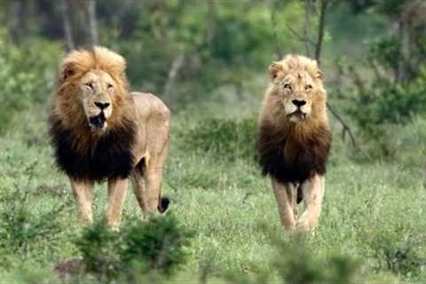 Two MASSIVE Male Lions Enter the Arena (Mbiri Males)