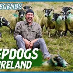 The Art of Herding Sheep | Local Legends | Brad Leone