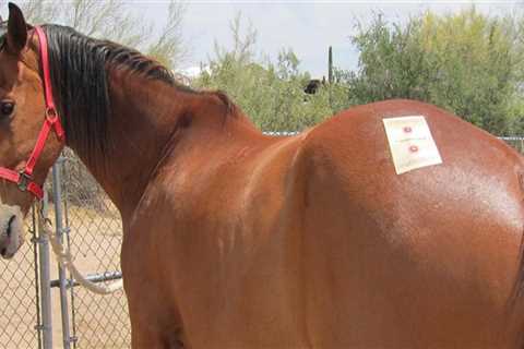 Registering a Horse for a Show in Scottsdale, Arizona: A Comprehensive Guide