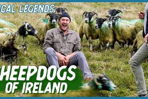 The Art of Herding Sheep | Local Legends | Brad Leone