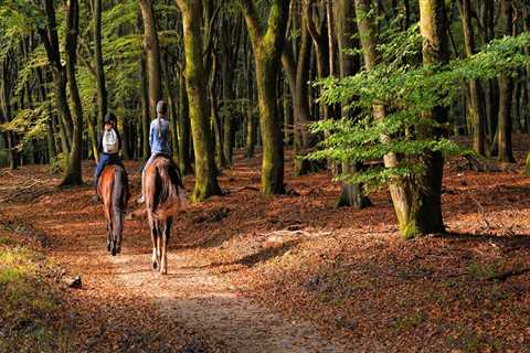 Discovering the Enchanting Equestrian World of Aiken, SC