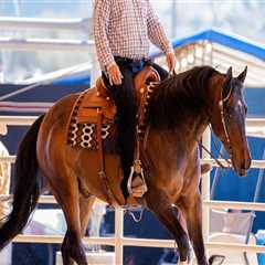 The Diverse World of Horse Shows in Southwestern Missouri