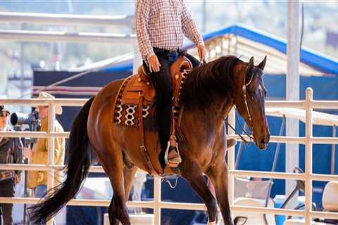 The Diverse World of Horse Shows in Southwestern Missouri