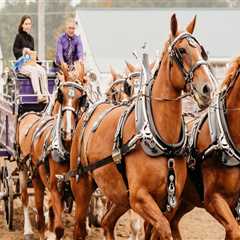 Maximizing Sponsorship Opportunities at Horse Shows in Northeast Ohio
