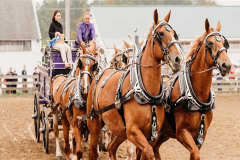 Horse Shows in Northeast Ohio: A Guide to Rules and Regulations